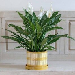 Indoor Plants/ Air Purifying Plants