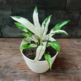 Picasso variegated petite peace lily – dwarf variety (single plant)