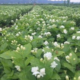 Double Layer flower Arabian Jasmine (single plant)