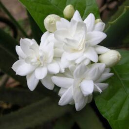 Double Layer flower Arabian Jasmine (single plant)