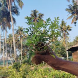 Giant Murraya Paniculata/ giant kamini (single plant)