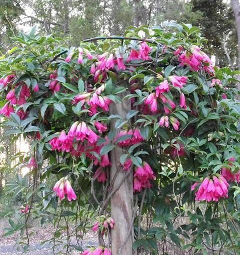Fraser Island Creeper/ Tecomanthe hillii (single plant) - Image 3