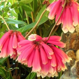 Fraser Island Creeper/ Tecomanthe hillii (single plant)