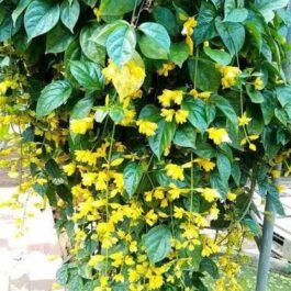 Golden cascade vine (single plant)