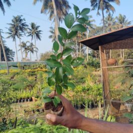Barbados Cherry/ Malpighia Emarginata (single plant)