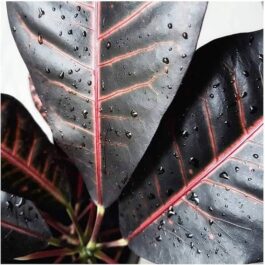 Black petra croton (single plant)