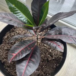 Black petra croton (single plant)