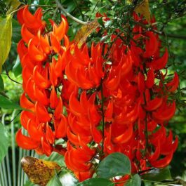 Red Jade Vine /Mucuna Bennettii (single plant)