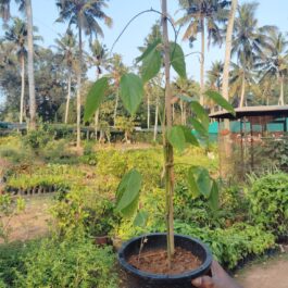 Red Jade Vine /Mucuna Bennettii (single plant)