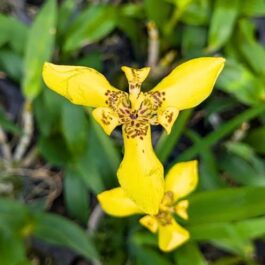 Walking iris (large single plant)