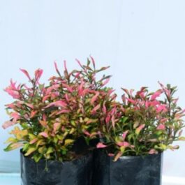 Alternanthera sp Regel (plant clump)