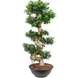 Ficus Microcarpa (small single plant)