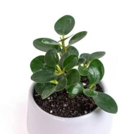Ficus Microcarpa (small single plant)