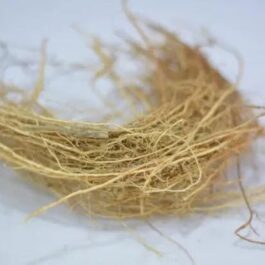 Vetiver/ khus/ ramacham (plant clump)