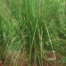 Vetiver/ khus/ ramacham (plant clump)