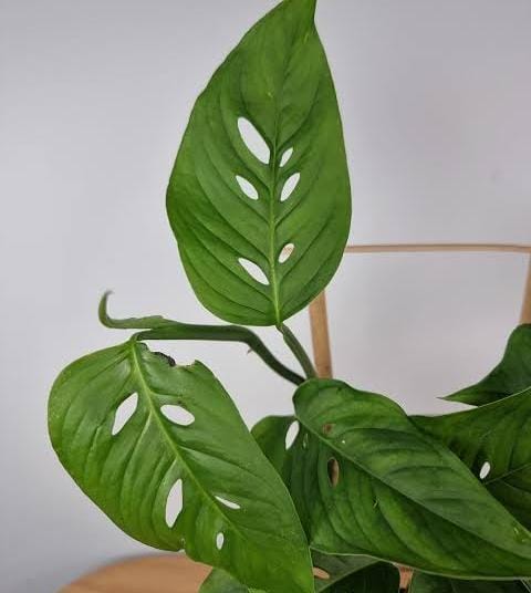 Monstera Laniata (single plant) - Image 4