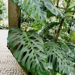 Monstera Laniata (single plant)