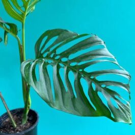 Monstera Laniata (single plant)