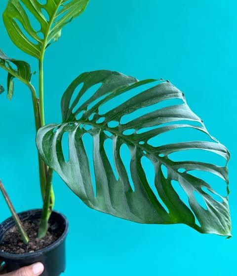 Monstera Laniata (single plant) - Image 2
