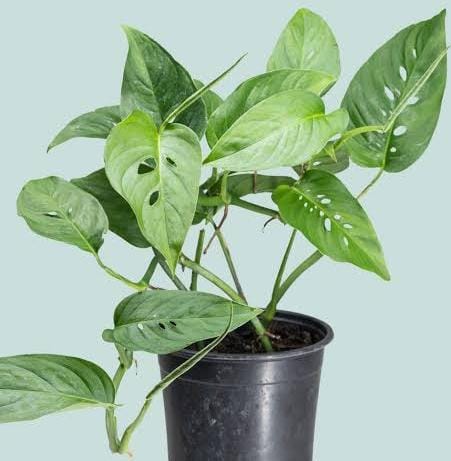 Monstera Laniata (single plant) - Image 3