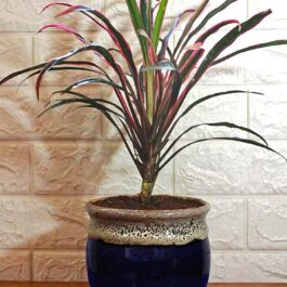 Dracaena red dragon (single plant)