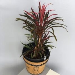 Dracaena red dragon (single plant)