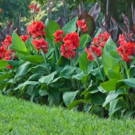 Dwarf deep red canna lily (plant clump)
