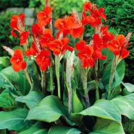 Dwarf deep red canna lily (plant clump)