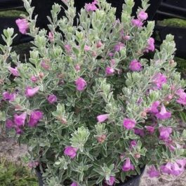 Nikodia/ Texas Silver Leaf/ Texas Sage (single large plant)