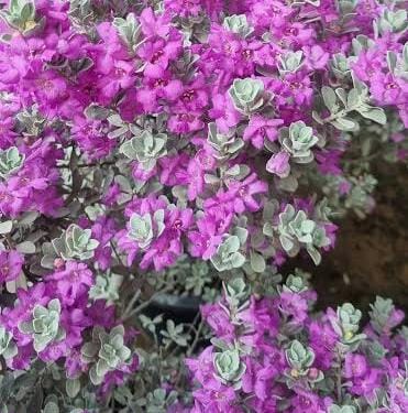 Nikodia/ Texas Silver Leaf/ Texas Sage (single large plant)