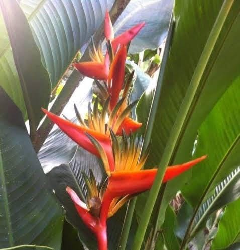 Heliconia Guyana (single plant rhizome) - Image 3