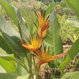 Heliconia Guyana (single plant rhizome)