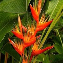 Heliconia Guyana (single plant rhizome)