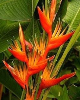 Heliconia Guyana (single plant rhizome)