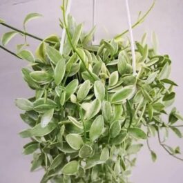 Dischidia Oiantha Variegata (on hangable natural dried husk)