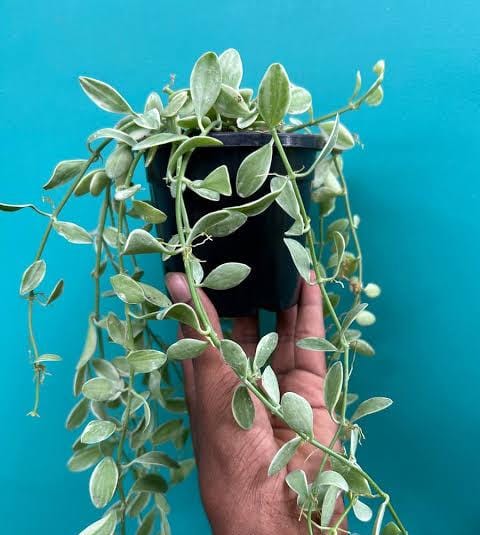 Dischidia Oiantha Variegata (on hangable natural dried husk) - Image 3