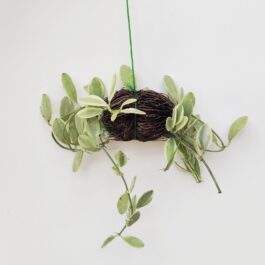 Dischidia Oiantha Variegata (on hangable natural dried husk)