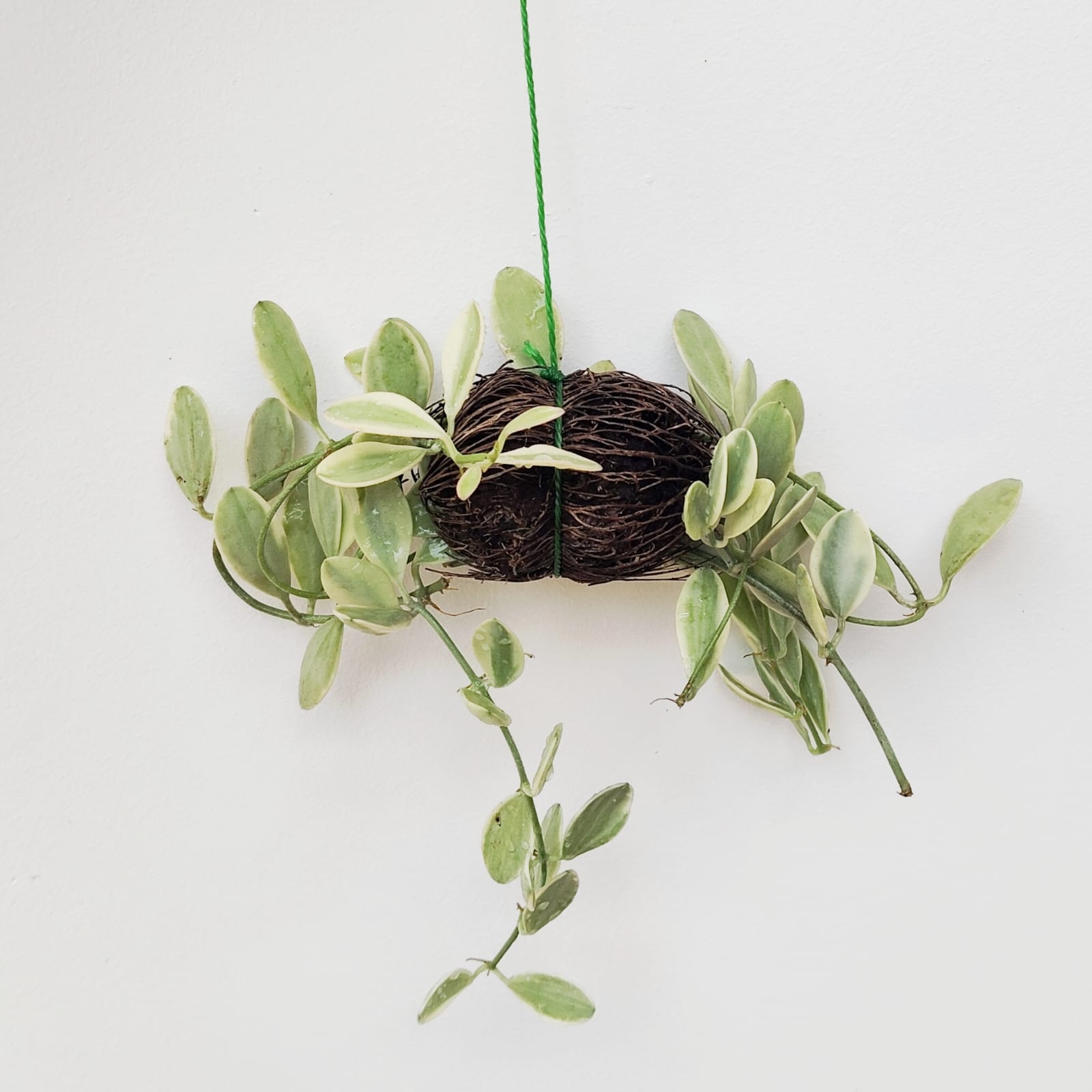 Dischidia Oiantha Variegata (on hangable natural dried husk) - Image 2