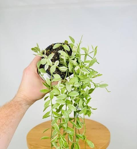 Dischidia Oiantha Variegata (on hangable natural dried husk) - Image 4