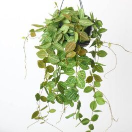 Hangable pot plant varieties