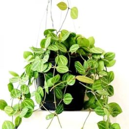 Dischidia watermelon (on hangable natural dried husk)