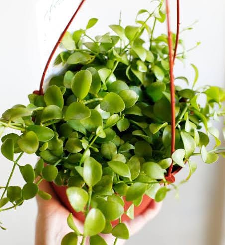 Dischidia Apple leaf/ Dischidia Singularis (on hangable natural dried husk) - Image 3