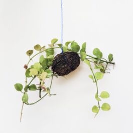 Dischidia Apple leaf/ Dischidia Singularis (on hangable natural dried husk)