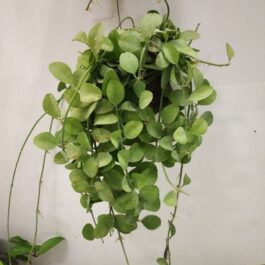 Dischidia Apple leaf/ Dischidia Singularis (on hangable natural dried husk)