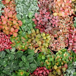 Fittonia/ nerve plant ( 20 different varieties)