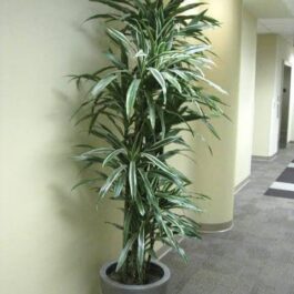 Dracaena Warneckii White Stripes (large plant)