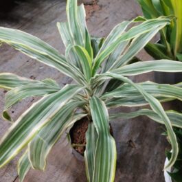 Dracaena Warneckii White Stripes (large plant)
