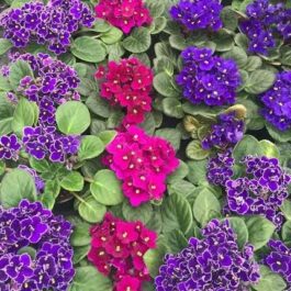 African violet (10 different varieties -well rooted jiffy plants)