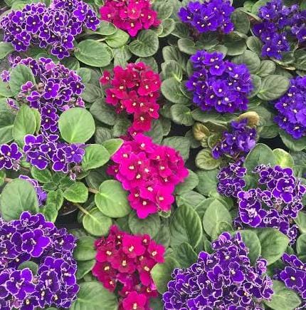 African violet (10 different varieties -well rooted jiffy plants)