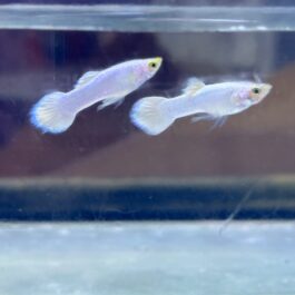 Snow white/ shrilankan white guppy pair
